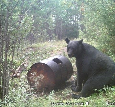 Black bear at bait. Canada North Lodge at Canada North Lodge
