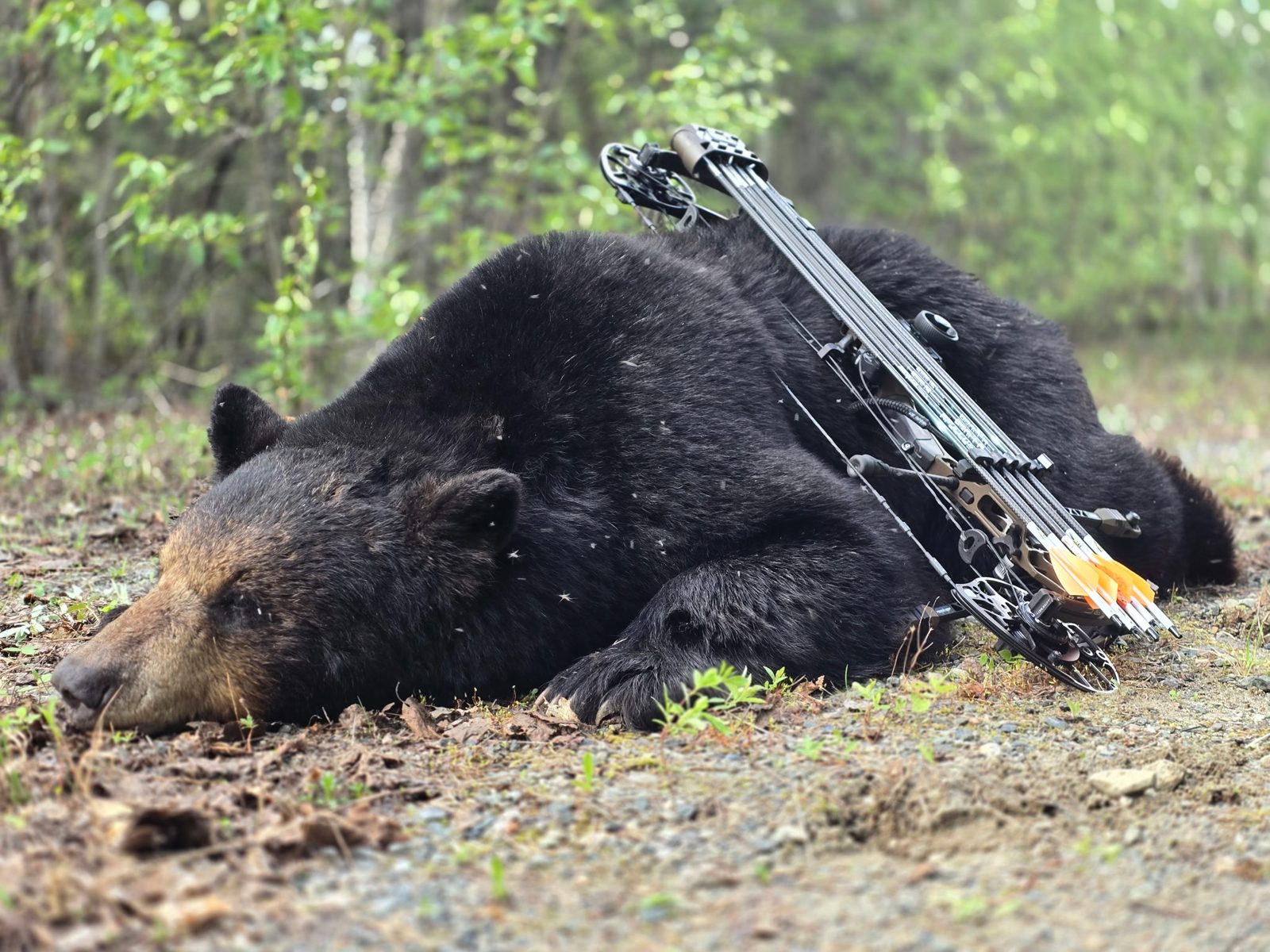 Black bear in Northwestern Ontario