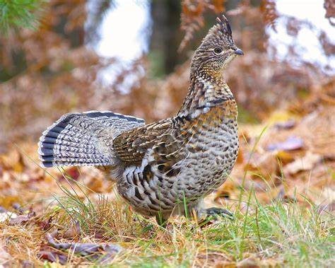 Ontario ruffed grouse country at Canada North Lodge