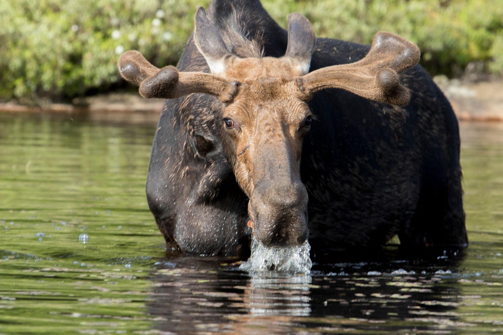 Bull moose with full palmated antlers
