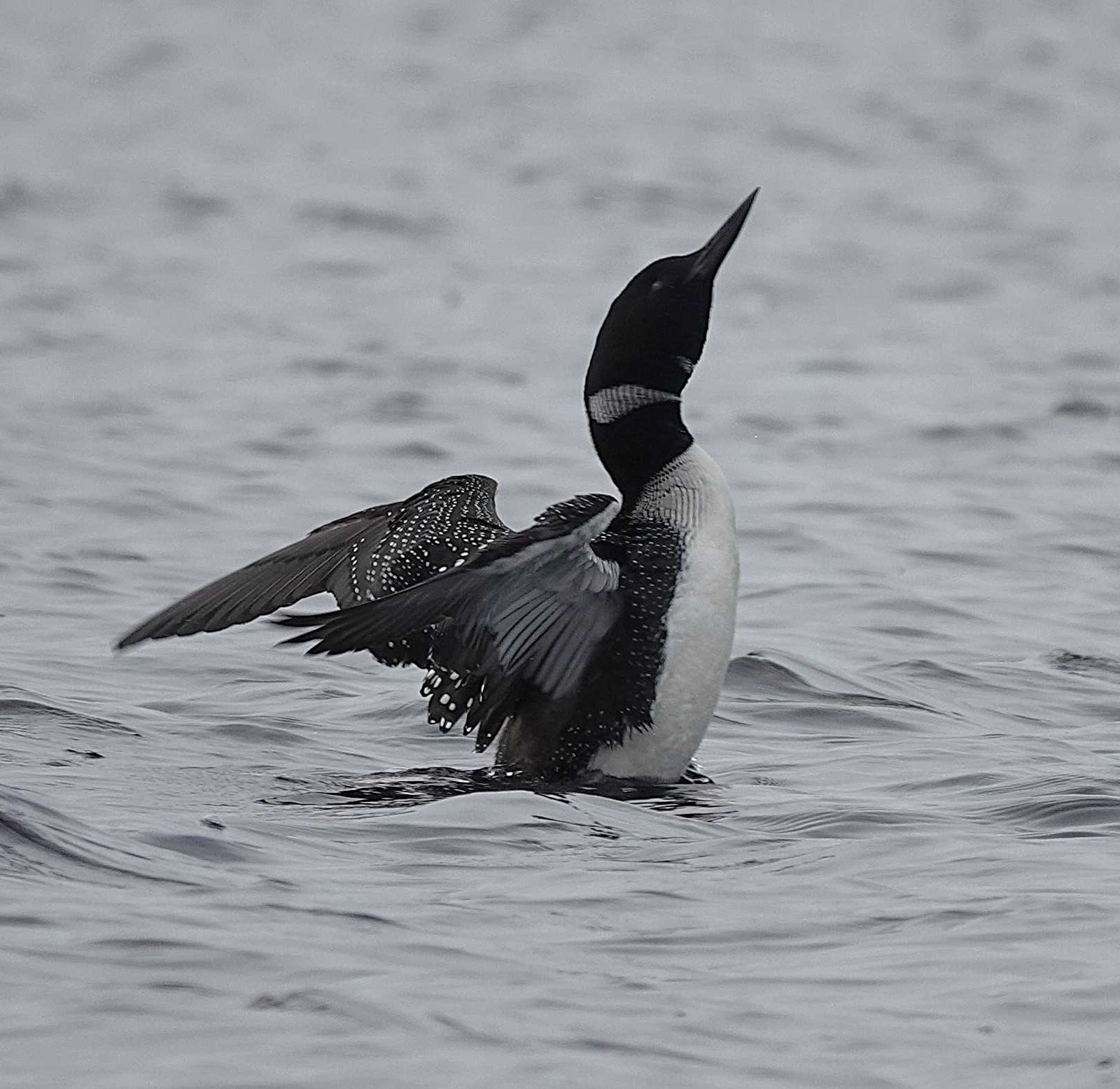 Loon on Little Bear Lake