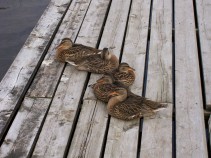 Ducks on the Dock