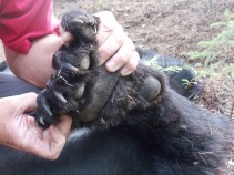 Black Bear Paw